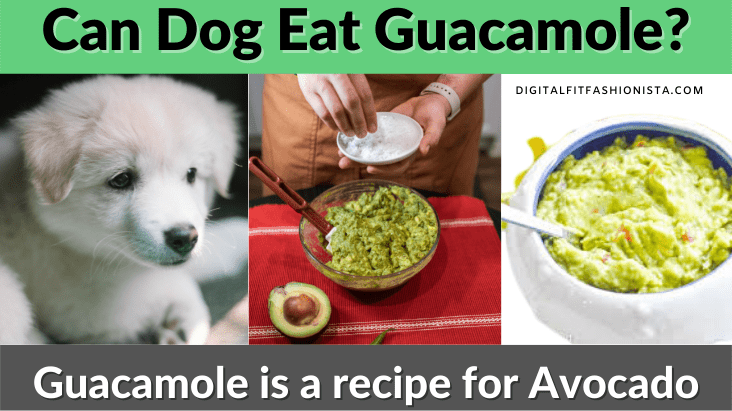 Can Dog Eat Guacamole?