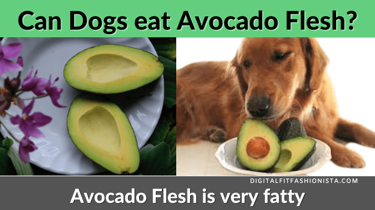 Can Dogs eat Avocado Flesh?