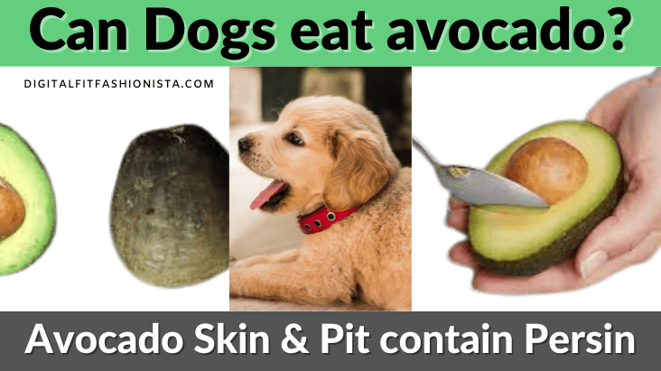 Can Dogs eat avocado?