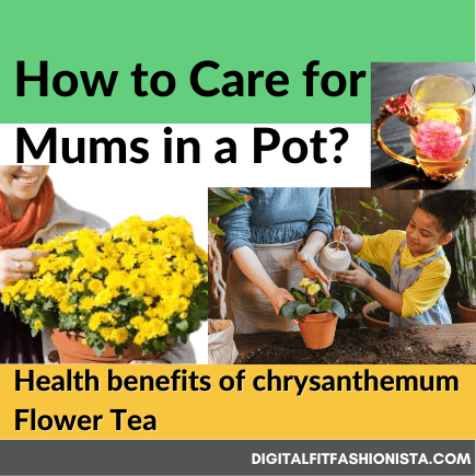 Read more about the article How to Care for Mums in a Pot?