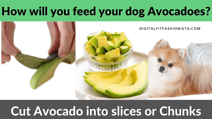 How will you feed your dog Avocadoes?