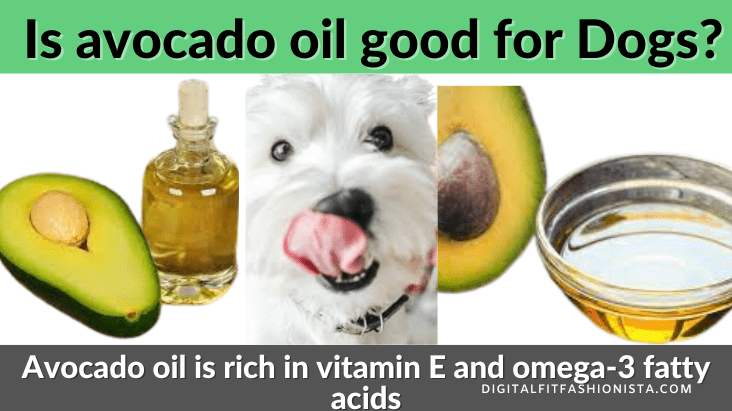 Is avocado oil good for Dogs?