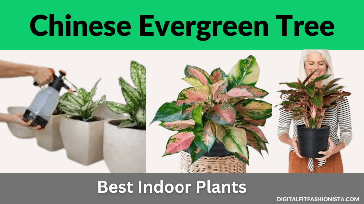 Chinese Evergreen Tree