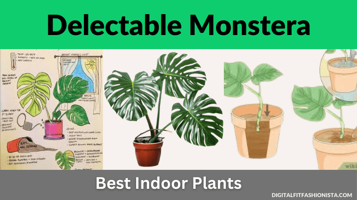 Delectable Monstera