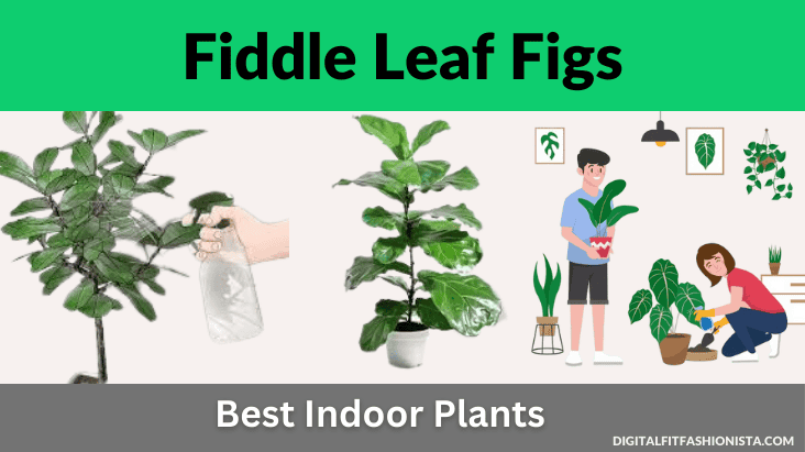 Fiddle Leaf Figs