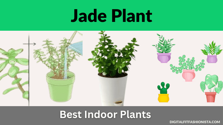 Jade Plant