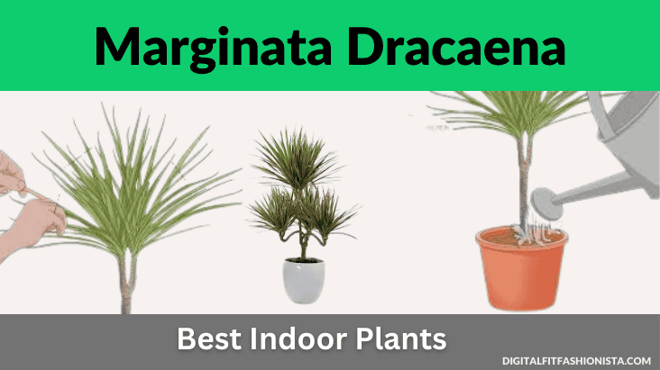 Marginata Dracaena 