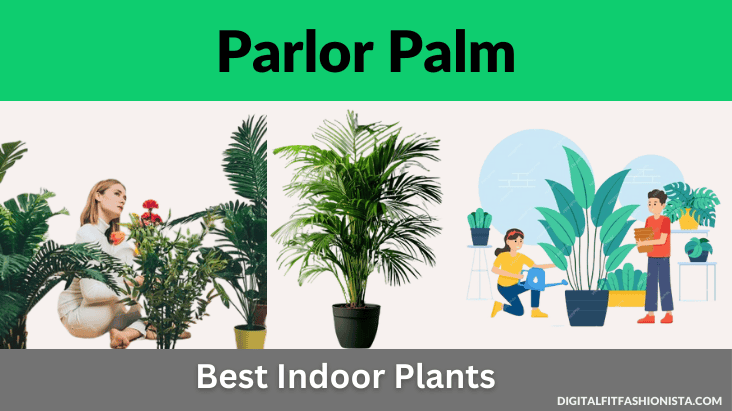 Parlor Palm