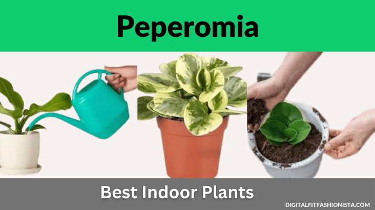 Peperomia