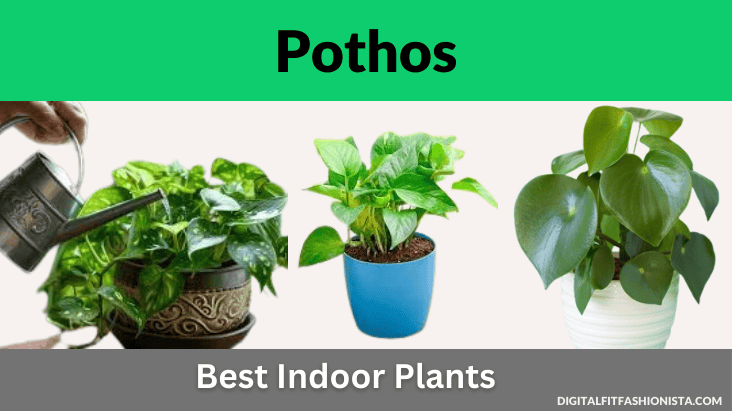 Pothos