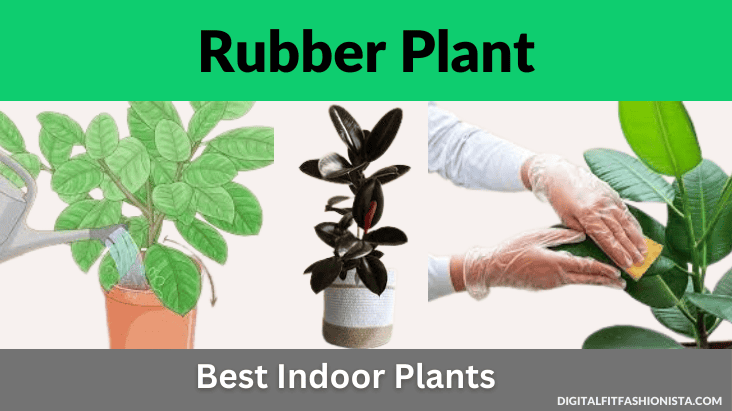 Rubber Plant 