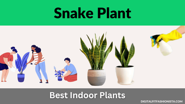 Snake Plant