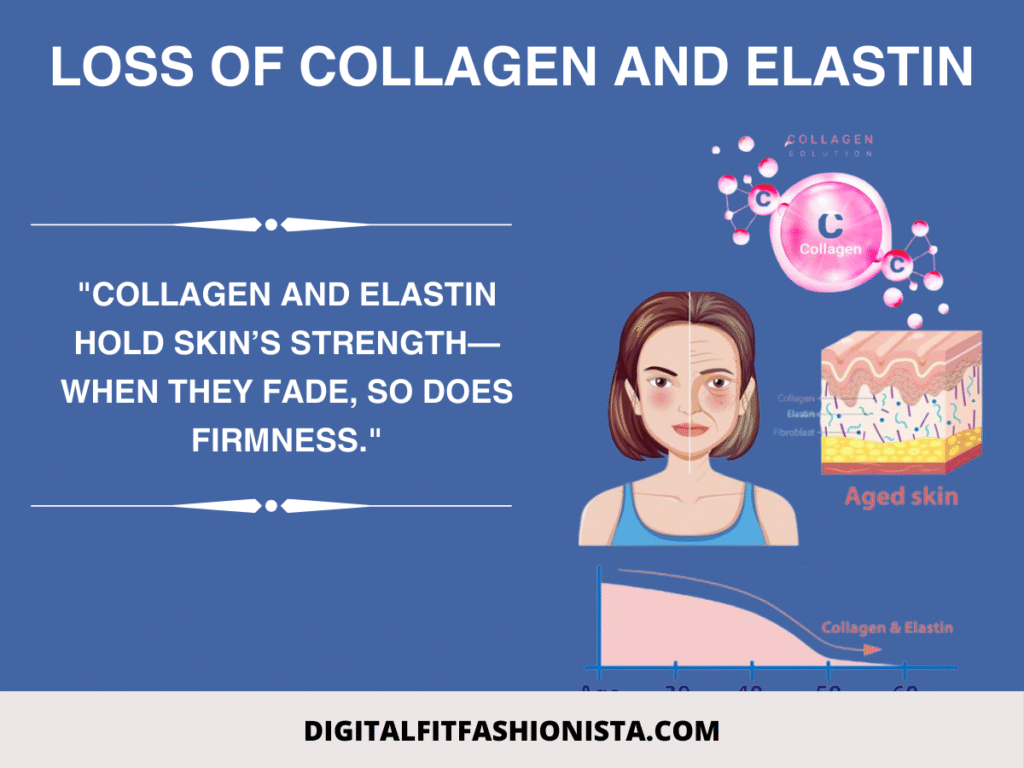 Loss of collagen and elastin